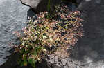 Michaux's saxifrage